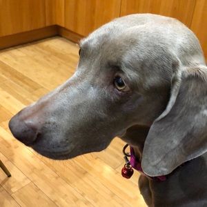 Meet your Posher, Josh